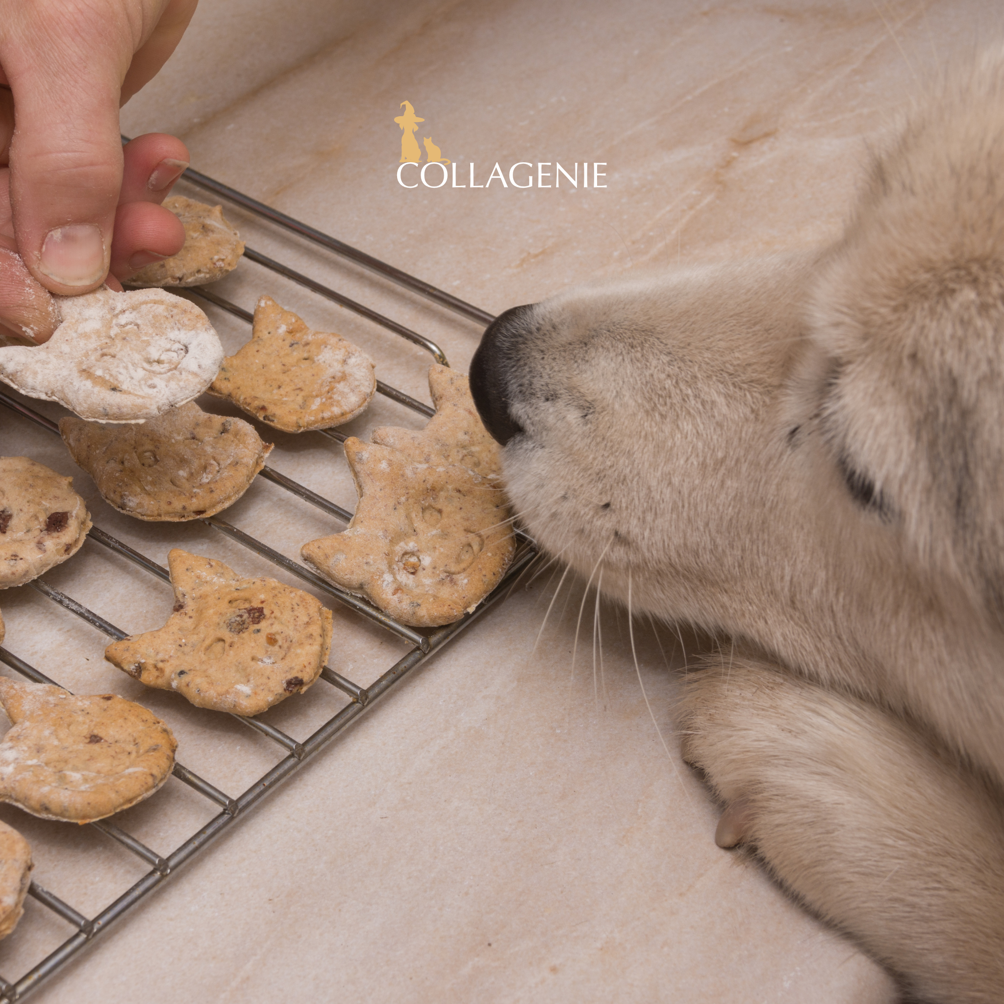 No tricks, just treats; try our healthy Halloween treat recipe!