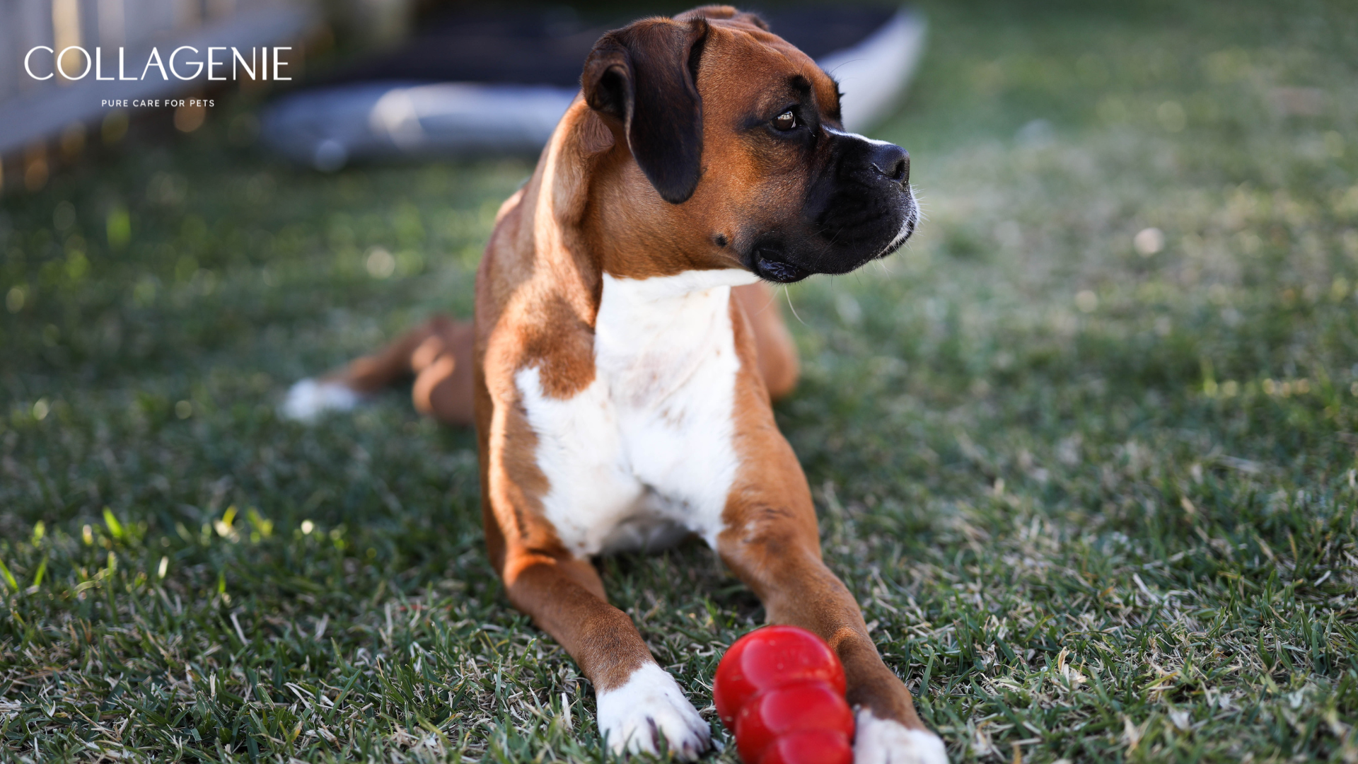 Enrichment for Pets: How Food Can Fuel Their Body and Brain