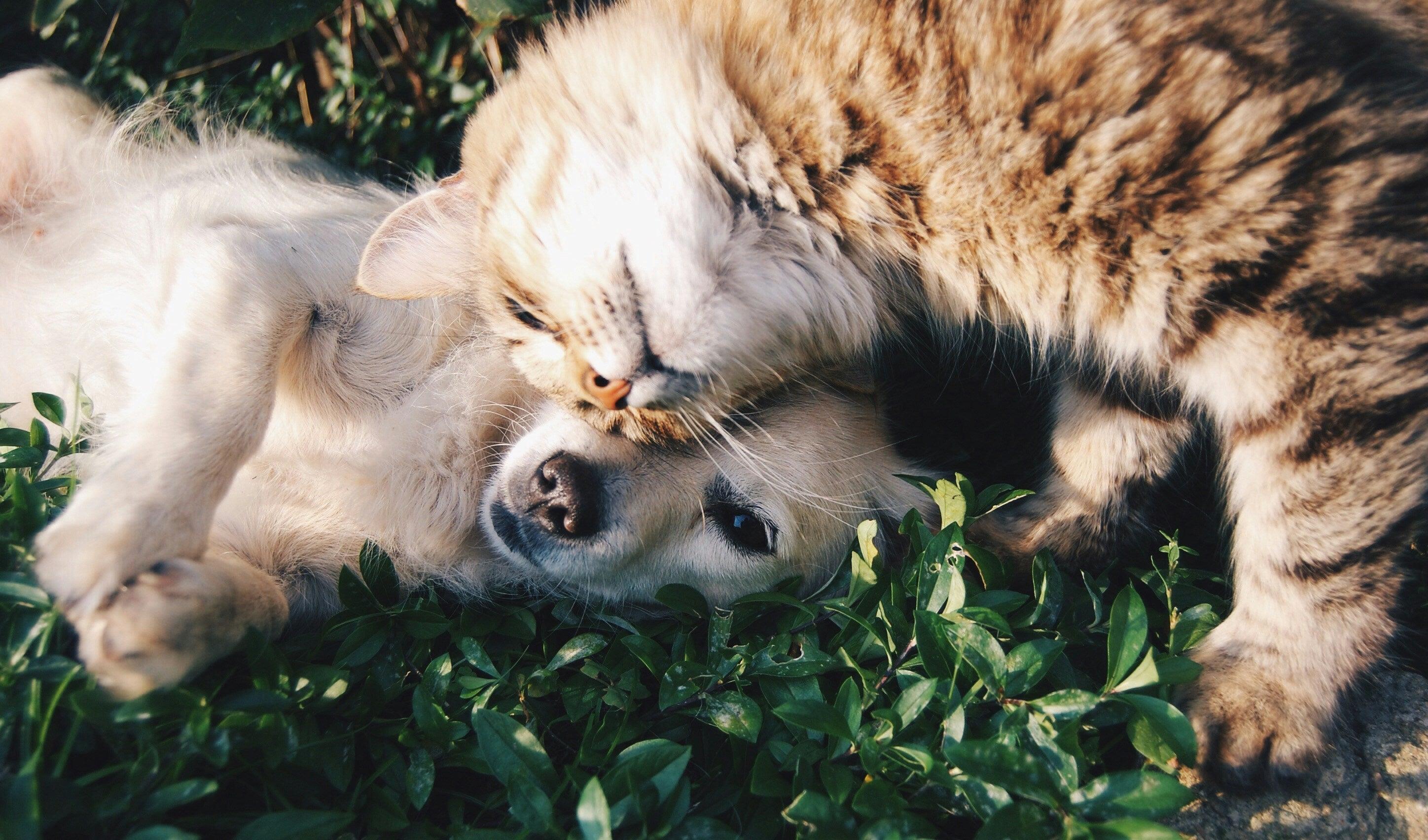 The Ultimate Guide to Collagen for Cats and Dogs