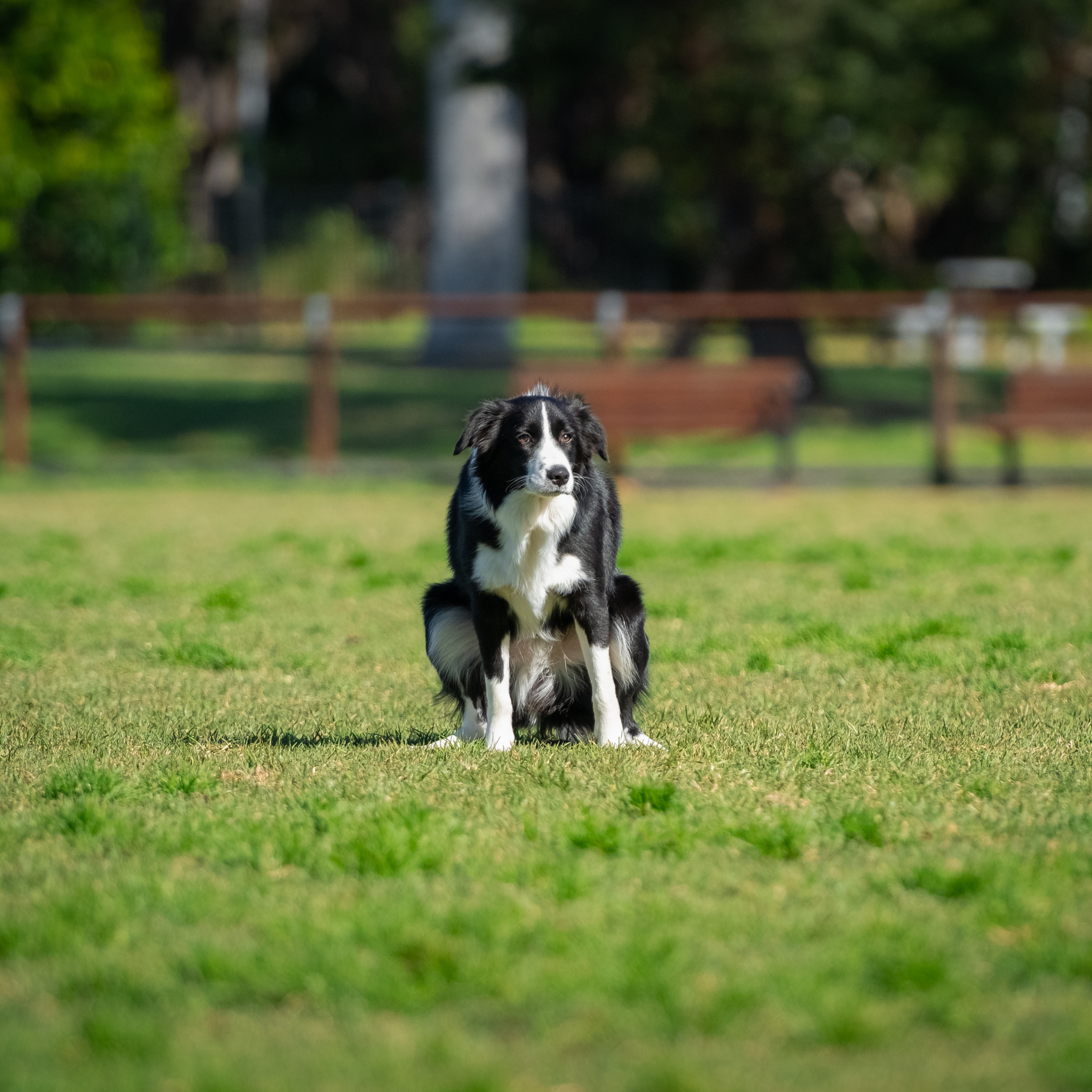 The Gut–Poop Connection: What Your Pet’s Poo Can Tell You About Their Health