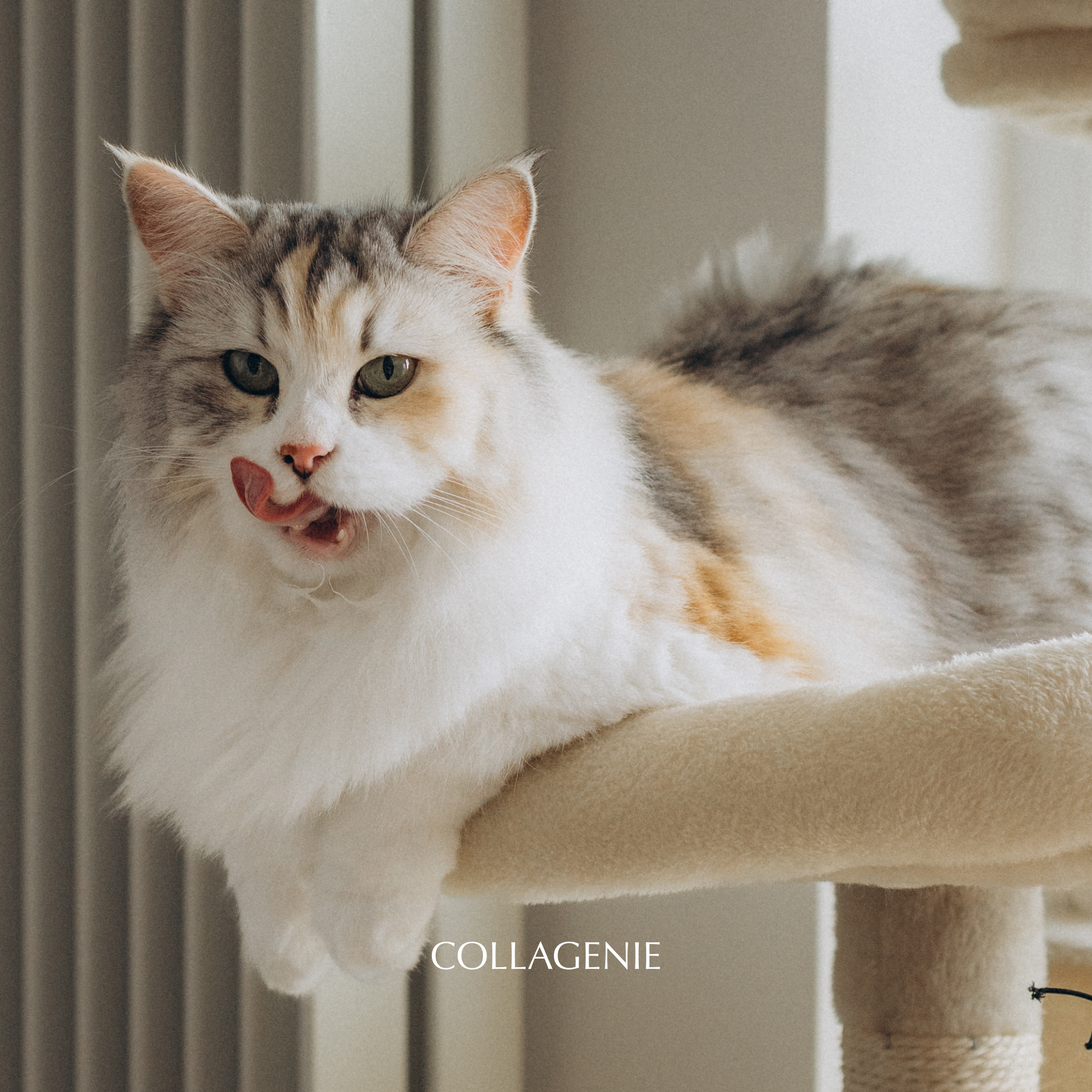 Cat Myths That Need to Go Away Fur-Ever