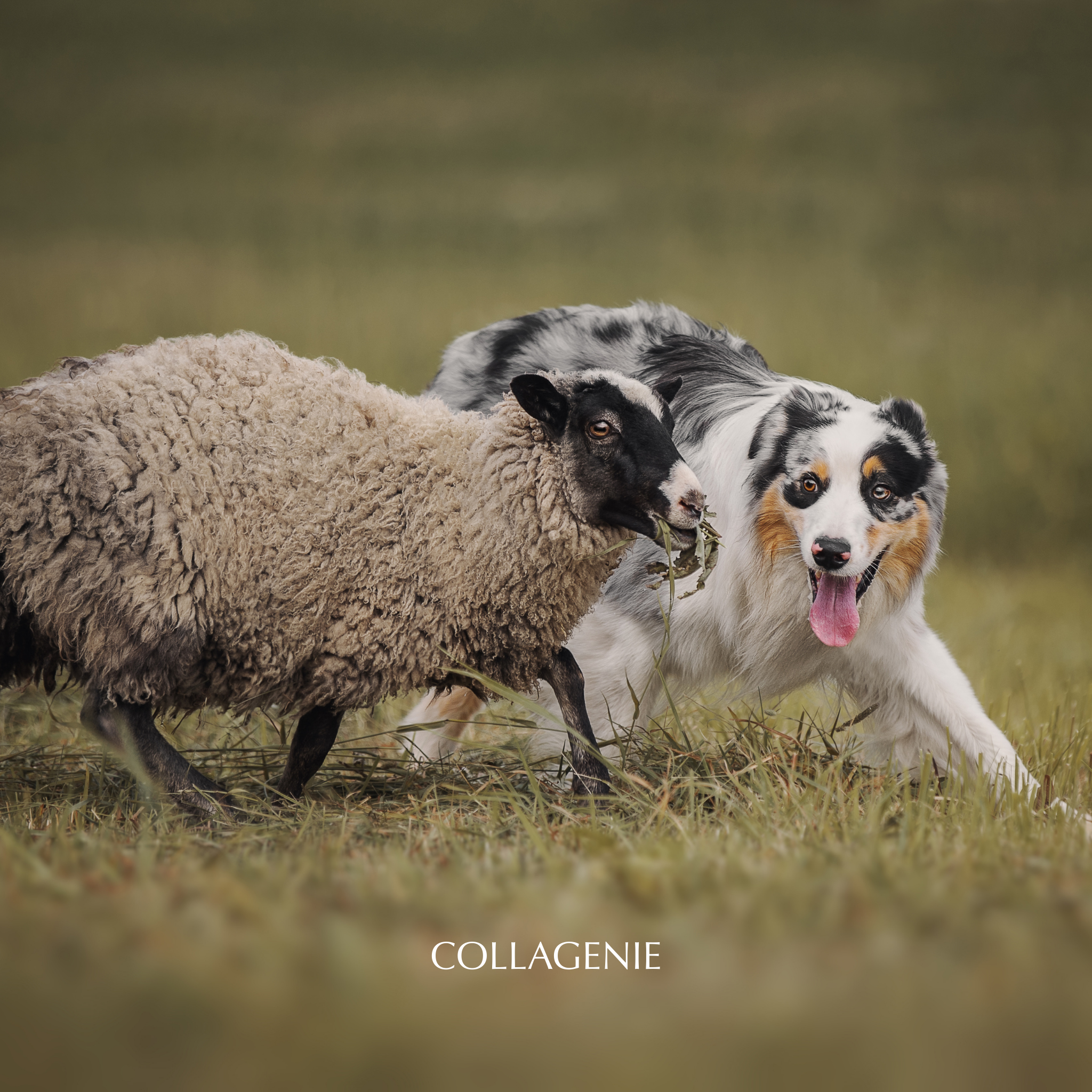 Shiny Coats & Healthy Herding: How Collagen Gives Your Sheepdog That Wow Factor