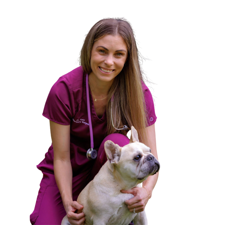 Dr Amy in purple scrubs with a dog on a white background