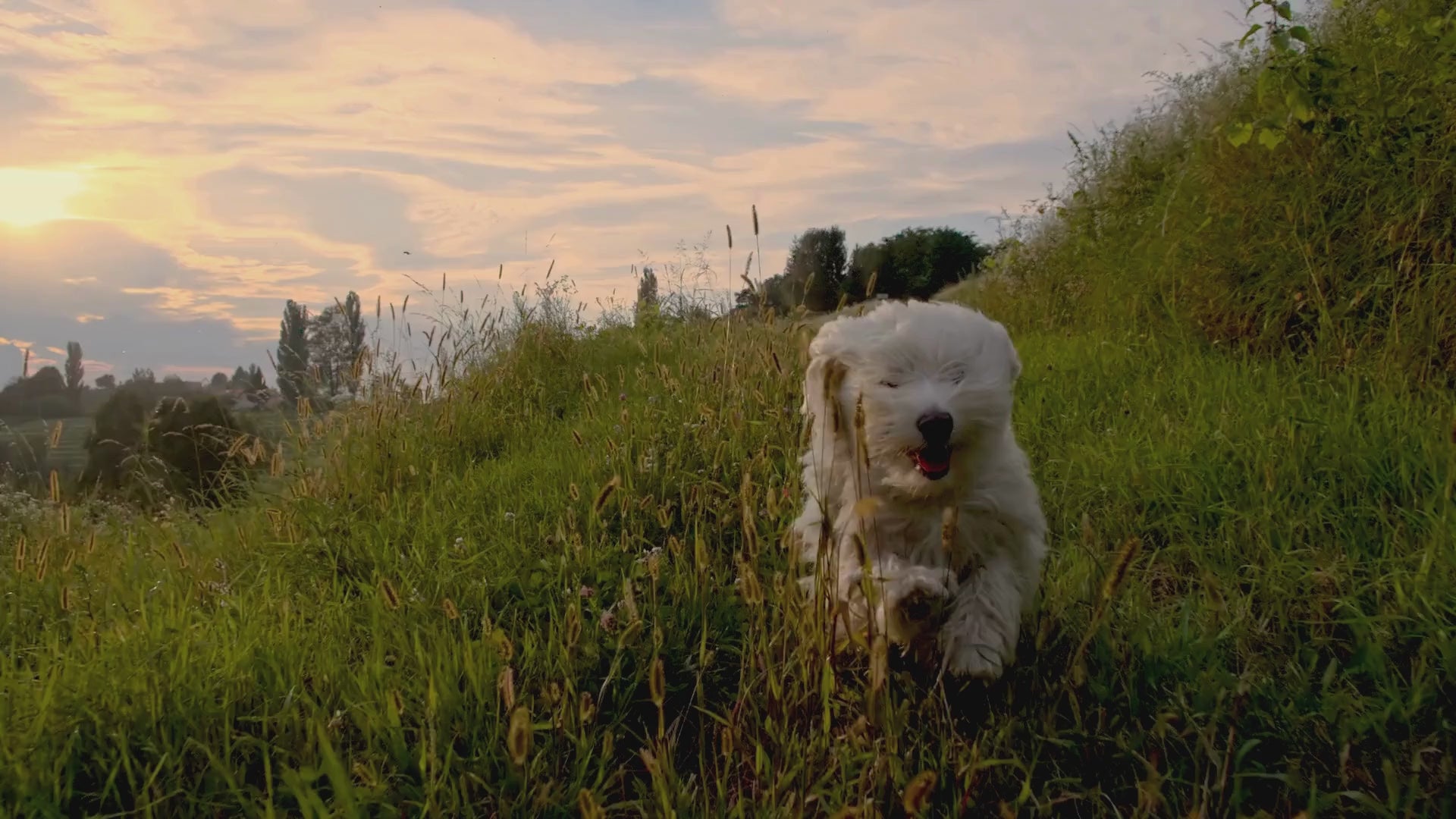 Load video: Experience the Collagenie difference