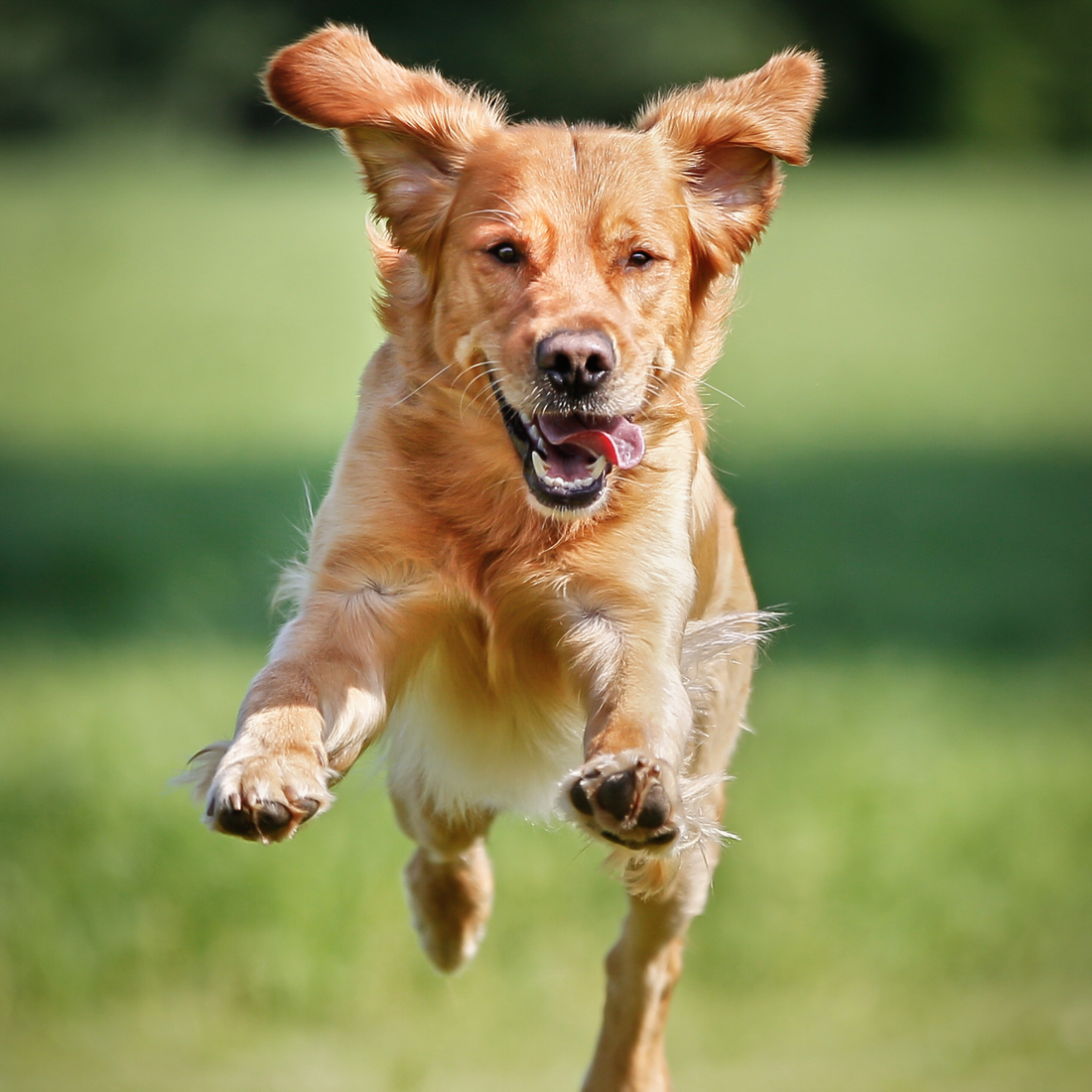 5 Signs Your Young, Active Dog Could Benefit from a Joint Supplement (Yes—Even Now!)