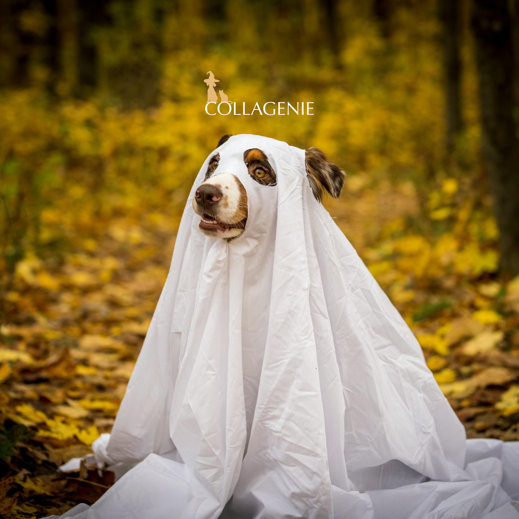 The Truth About Some Pet Treats (and What’s Actually Safe to Give Your Dog)