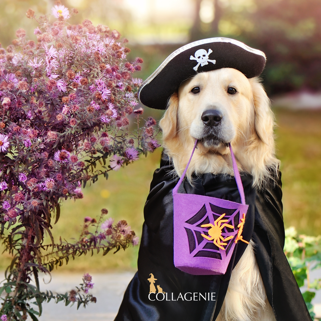 Why Chocolate and Dogs Don’t Mix: A Halloween Warning for Pet Parents