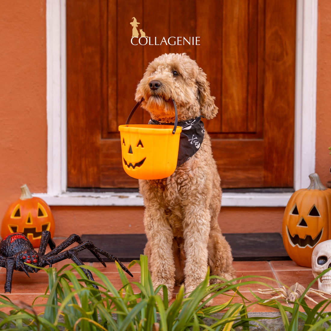 The Spooky Effects of Sugar-Free Treats on Our Furry Friends