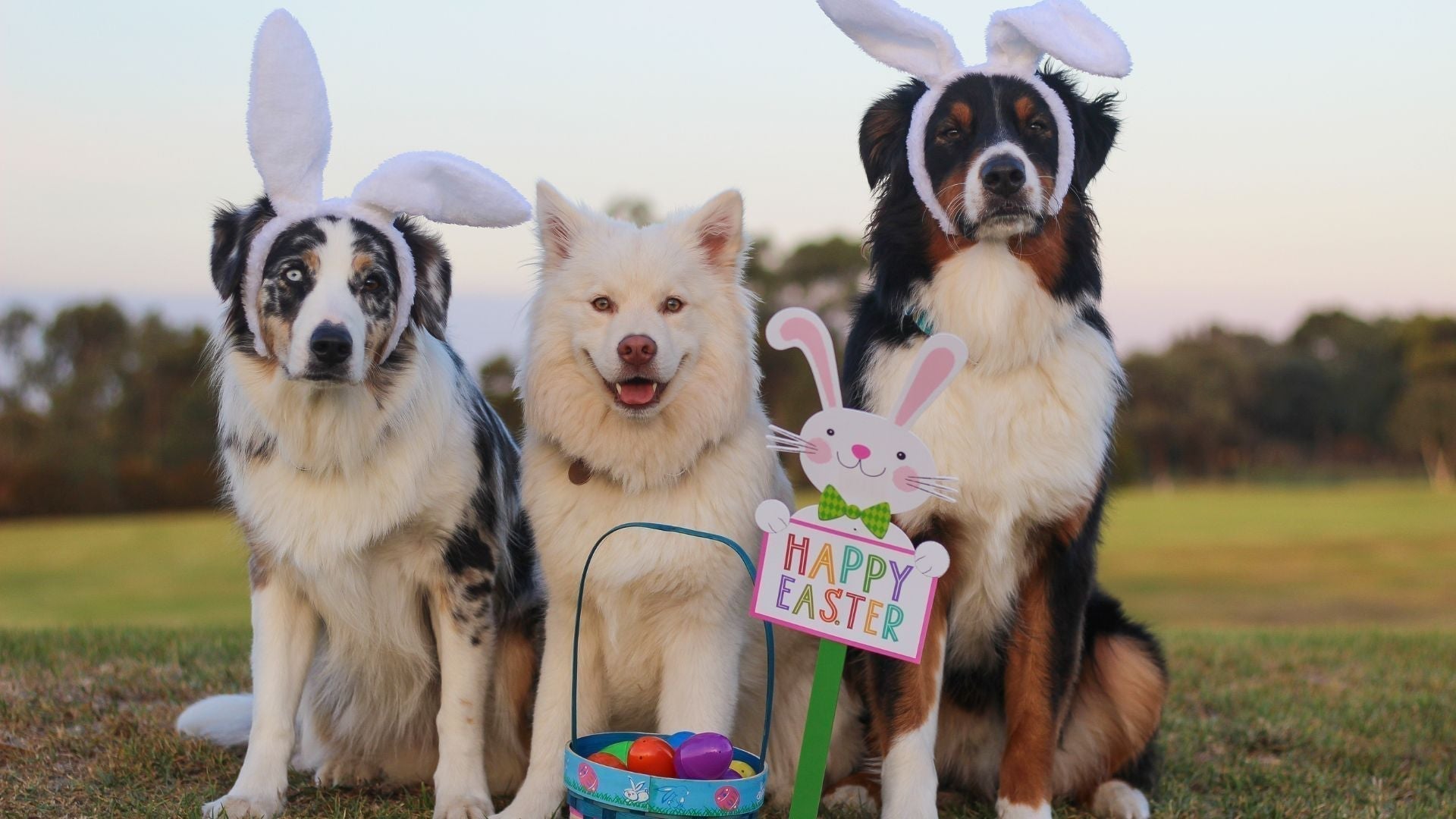 Easter Bunny Collagen Bites
