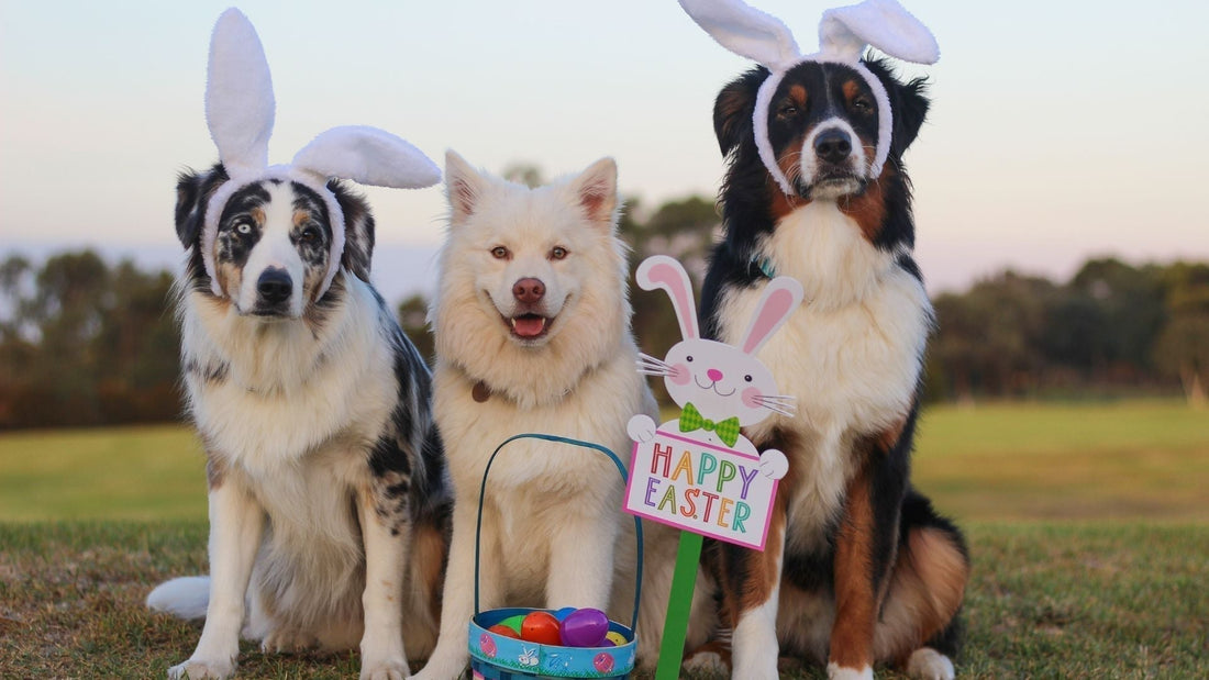 🐣 Easter Bunny Bites: A Healthy Homemade Dog Treat with Collagen Boost 🐾