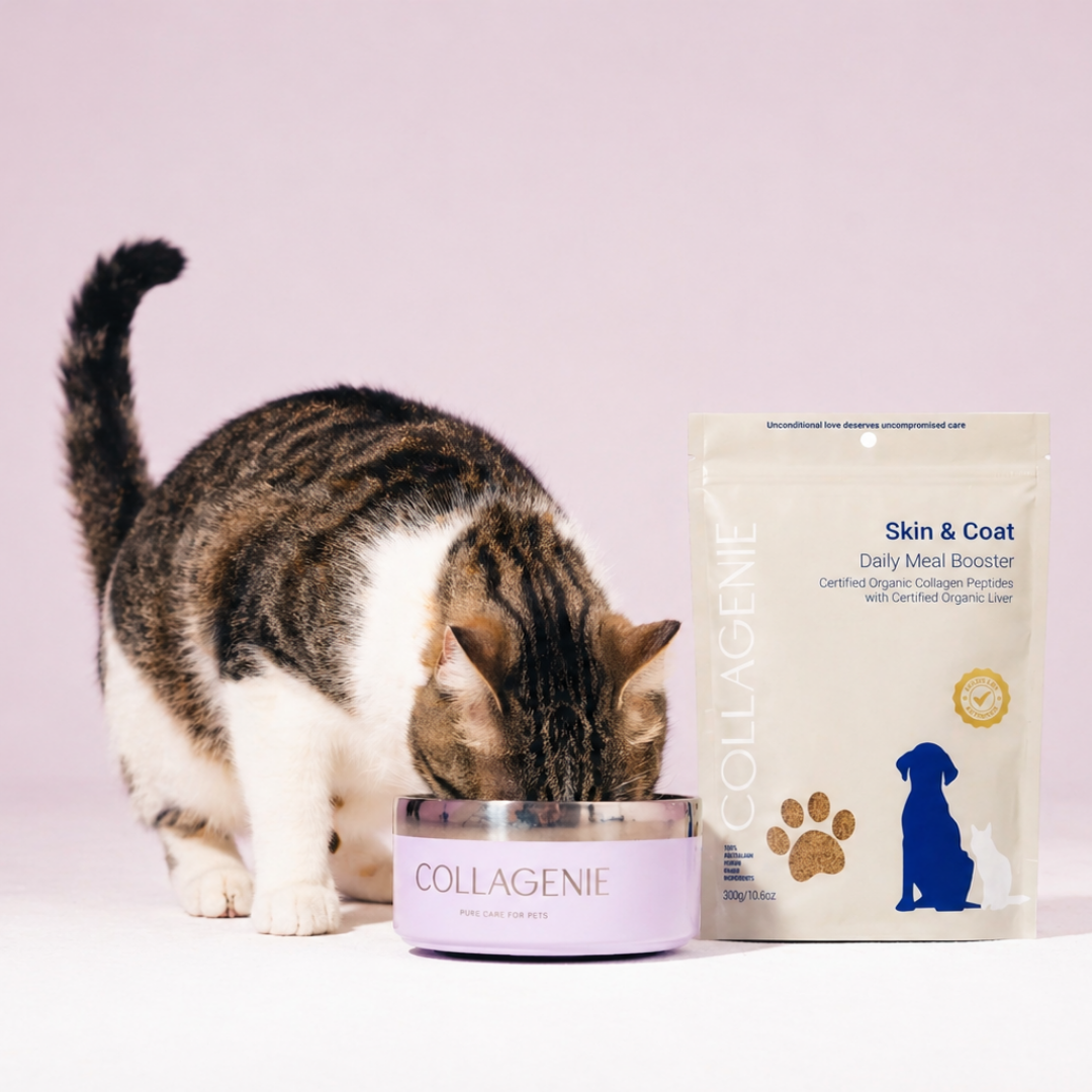 Skin & Coat Certified Organic Meal Booster