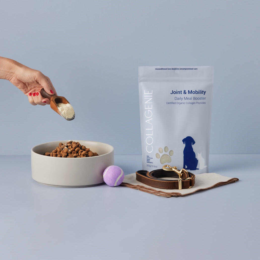 Dog food bowl with a scoop of Joint & Mobility, a leash, and a ball on a light blue background.